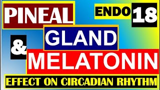 Pineal Gland Melatonin Functions Role in Circadian Rhythm Endocrine System Anatomy physiology Part18 [upl. by Skutchan702]