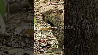 Capybara The Friendliest Animal with a Wild Twist [upl. by Mintz99]