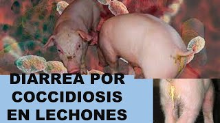 Coccidia en lechones Ciclo Biológico de la Eimeria SuisDiarrea en lechones [upl. by Anitra]