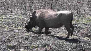 Warthog is eating on its knees  Warzenschwein [upl. by Sillihp]