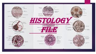 MBBS GOVERNMENT COLLEGE HISTOLOGY FILE  DIAGRAMS AND THEORY  ANATOMY SLIDES [upl. by Coltin215]