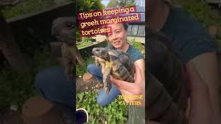 Keeping Greek Marginated tortoises in the UK [upl. by Elah]