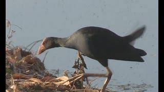 Purple Swamphen Porphyrio porphyrio [upl. by Heimlich]