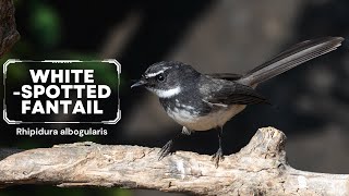 Whitespotted Fantail  Rhipidura albogularis birds trending nikonp950 [upl. by Duncan691]