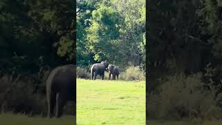 Wild Kings😈✨ nature travel trending beautiful wildlife jungle viralvideo [upl. by Mharg249]