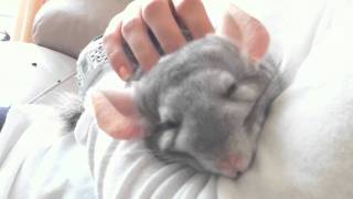 Chinchilla falling asleep being cuddled [upl. by Almeda]