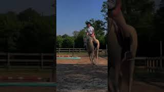 Swim horse equestrain getthisviral fypシ゚ [upl. by Sauer]