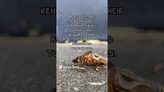 Mole Cricket explore discover bug bugs discovery discoverpage nature outdoors wildlife [upl. by Roselle]