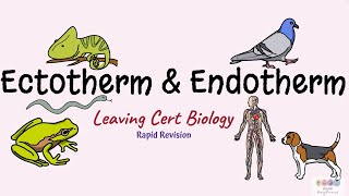 Ectotherm and EndothermBiology BugbearsLeaving Cert BIology [upl. by Ahon757]