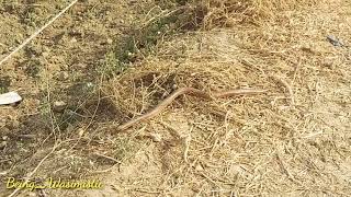 Dumai Snake Found Near My Home  दो मुहे साप का सच जो मेरे घर के पास मिला  Know Real Value [upl. by Morena]