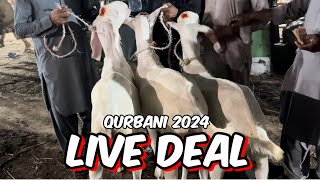 Live soda  Kitne Ka final Howa  qurbani 2024  Rajanpuri bakery l Shapur kanjra Mandi [upl. by Hewet405]