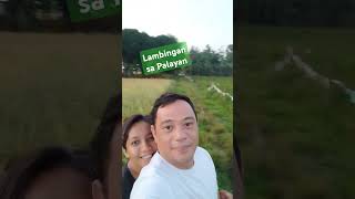 Lambingan sa Palayantrending farm ricefield kafarms goodvibes [upl. by Mode691]