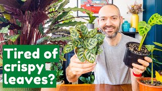 Why Your Calathea’s Leaves Keep Getting Brown Edges  Full Care Guide [upl. by Ocsinarf583]