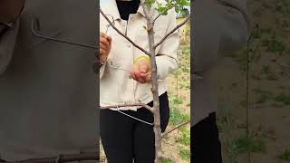 Fruit tree branch fixation process Good tools and machinery can increase work efficiency [upl. by Hpesoy635]