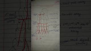 Dorsalis pedis artery 📝 [upl. by Petey]