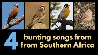 4 BUNTING songs amp calls from Southern Africa [upl. by Seel571]