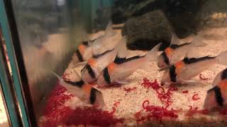 Corydoras adolfoi eats bloodworm 1 [upl. by Oriel]