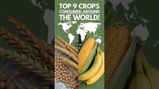 9 Incredible Crops That Feed BILLIONS [upl. by Araj]