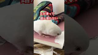 かじるシリーズ🦜ノートの表紙の硬さがいい💖 コザクラインコ [upl. by Sang744]