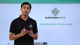 Class 11th – Cyanobacteria  Cell Structure  Biological Classification  Tutorials Point [upl. by Mchenry]