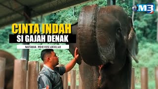 FULL Majalah 3 2022  8 Aug  Cinta Indah Si Gajah Denak [upl. by Leunas]