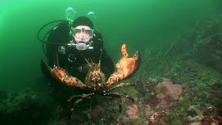 Northern Lobsters of Maine  JONATHAN BIRDS BLUE WORLD [upl. by Kellie913]