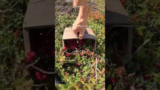 lingonberry picking harvesting cranberry lingonberry berryfarm fruit [upl. by Roots]