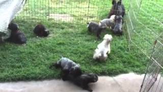 Cute Bouvier des Flandres puppies playing and bouncing [upl. by Shanda235]