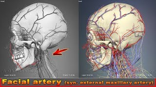 Facial artery syn external maxillary artery Arteries of head and neck  3D Human Anatomy  Organs [upl. by Mohl]