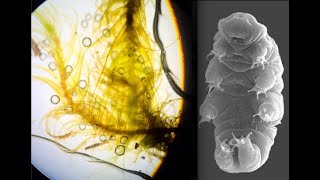 swift sw380t OMG micro organisms in the Swedish moss [upl. by Iror347]