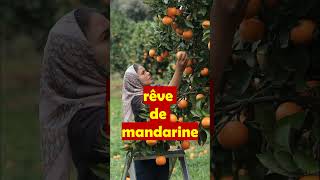 rêver de mandarine significationet créativitéprospéritépositivitésymbolesrêves liés nourriture [upl. by Jesh838]