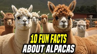 Ten FUN facts about ALPACAS You Didnt Know [upl. by Thetisa]