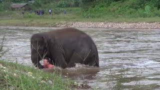 Baby elephant rescues man who saved her [upl. by Assenay]