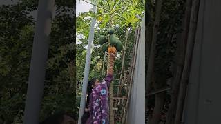 Papaya బొప్పాయి harvesting cutting papaya mygarden gardening harvesting shortvideo ytshorts [upl. by Inoek]