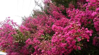 Lagerstroemia Indica  Crepe Myrtle  Liliac Indian roz inchis HD 29 [upl. by Havot181]