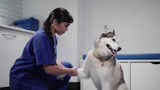 Study vet medicine at UQ Australia [upl. by Ekez505]