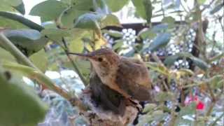 Hummingbird Chicks Fledge  January 2013 [upl. by Ledif154]