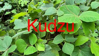 How good Kudzu can really be [upl. by Oigroeg]