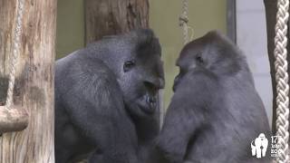 Erste Bilder von Gorilla Sango im Zoo Berlin  Gorilla Sango at Zoo Berlin [upl. by Deana369]