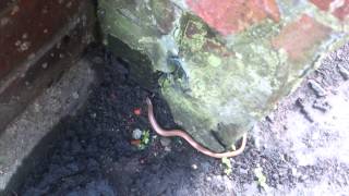 Nicks Pet Slow Worm [upl. by Kester669]