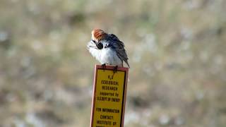 Lapland Longspur Calcarius lapponicus [upl. by Ellinger]