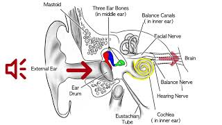 Sensorineural Hearing Loss [upl. by Liba]