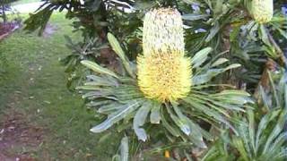 Banksia serrata [upl. by Ceporah]