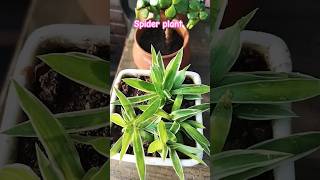 Spider plant care tips plants gardening spiderplant [upl. by Averill]