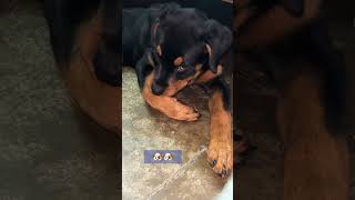 Cute puppy 🐶 shortsfeed rottweiler dogowner pets doglover shorts youtubeshorts ytshots [upl. by Ikey]