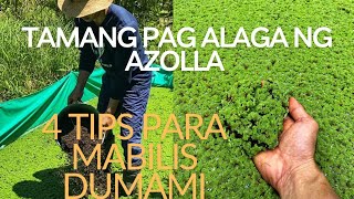 AZOLLA Farming Tips amp Maintenance Tamang pag Alaga ng Azolla [upl. by Koressa609]