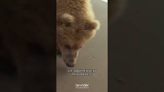 Surviving the Wild Breaking Park Rules and Outsmarting Bears in Werner Herzog documentary [upl. by Alexandros]