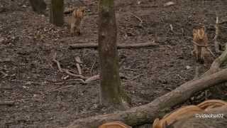 Eine wilde quotFerkelei quot Wildschweine mit Frischlingen [upl. by Inat]