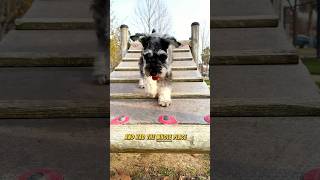 Mini Schnauzer is King of the Dog Park dogpark [upl. by Karina156]