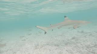 Rangiroa  swimming with sharks 4K [upl. by Nosnarb]